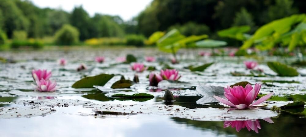 fleurs de lotus sur un étang